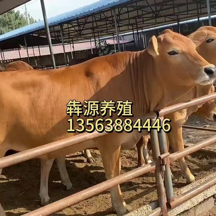 改良黄牛鲁西黄牛小牛犊土黄牛大型肉牛养殖场养牛基地涨势快的牛