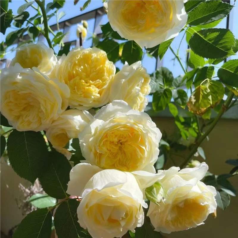 Semillas de flor de rosa, flores grandes, rosas, enredaderas, semillas de flores de rosas, cuatro estaciones, jardín, enredaderas, plantas trepadoras, semillas de flores