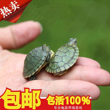 乌龟活物巴西龟小乌龟活体观赏宠物龟大乌龟水龟红耳龟活物情侣龟