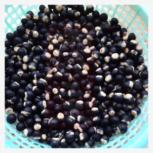 Newly Harvested Soapberry Seeds, Golden Tree Seeds, Hand-Washing Fruit, Soap Tree, High Germination Rate, Clean Seeds
