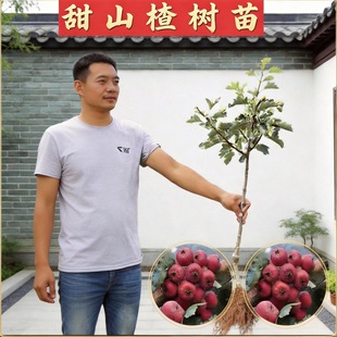 �o���ش��������ɽ高��箔��Y���t������t��ɽ高�������ͥԺ