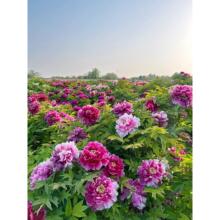 ĵ�������������̨ͥԺ�҃��⻨������Ϙ��ذ��ļ�ĵ�����绨��