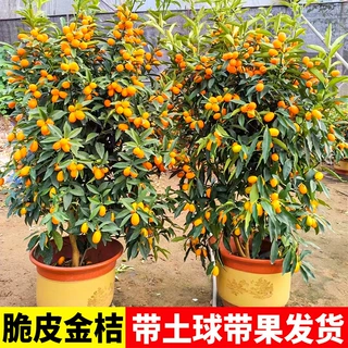 脆皮金桔带果发货盆栽树苗四季果树可食用橘子苗脆皮金橘室内常绿
