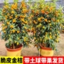 常绿食用盆栽四季树苗