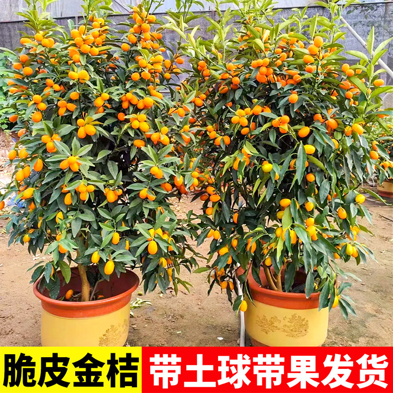 脆皮金桔带果发货盆栽树苗四季果树可食用橘子苗脆皮金橘室内常绿