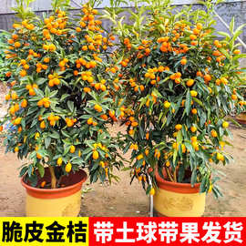 脆皮金桔带果发货盆栽树苗四季果树可食用橘子苗脆皮金橘室内常绿