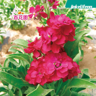Violet Seeds Are Sown in All Seasons, Spring Sowing, Indoor Balcony Potted Green Plants, Easy to Grow, Cold-Resistant and Heat-Resistant Courtyard Flower Seeds