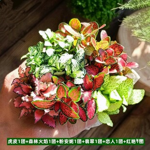 ̦�\΢���^ˮꑸ����B��Сֲ��W�yާ�������ֲ������l���]