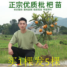 盆栽枇杷树 盆栽枇杷树品牌 图片 价格 盆栽枇杷树批发 阿里巴巴