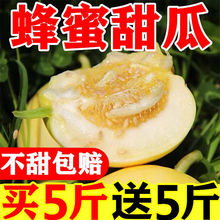 【超甜】头茬阎良蜜罐小甜瓜香瓜蜜瓜新鲜应季水果5/10斤整箱批发