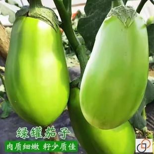 �G���ӷN�ӾG�ވA�ѷN�����L�����Ѳ˷N�Ѵ��ļ��ļ��r���߲˷N��