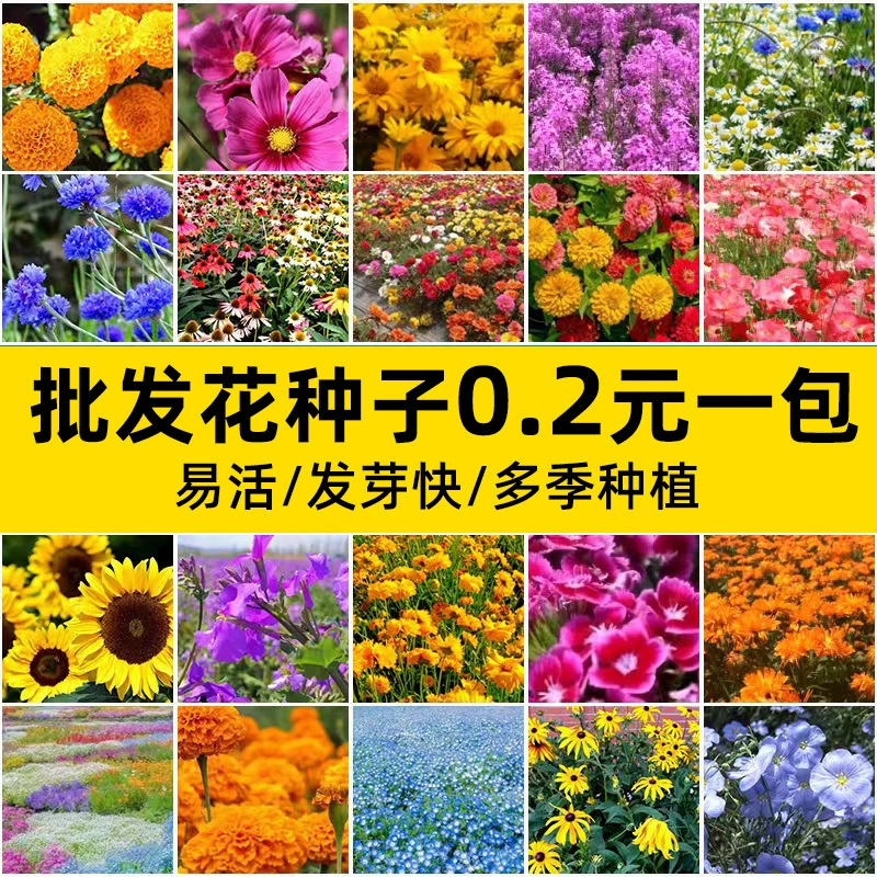 Маленькие семена цветов в горшке карликовый Подсолнечник Morning Glory Impatiens Подсолнечник поколение заводская упаковка небольшая упаковка в наличии упаковка