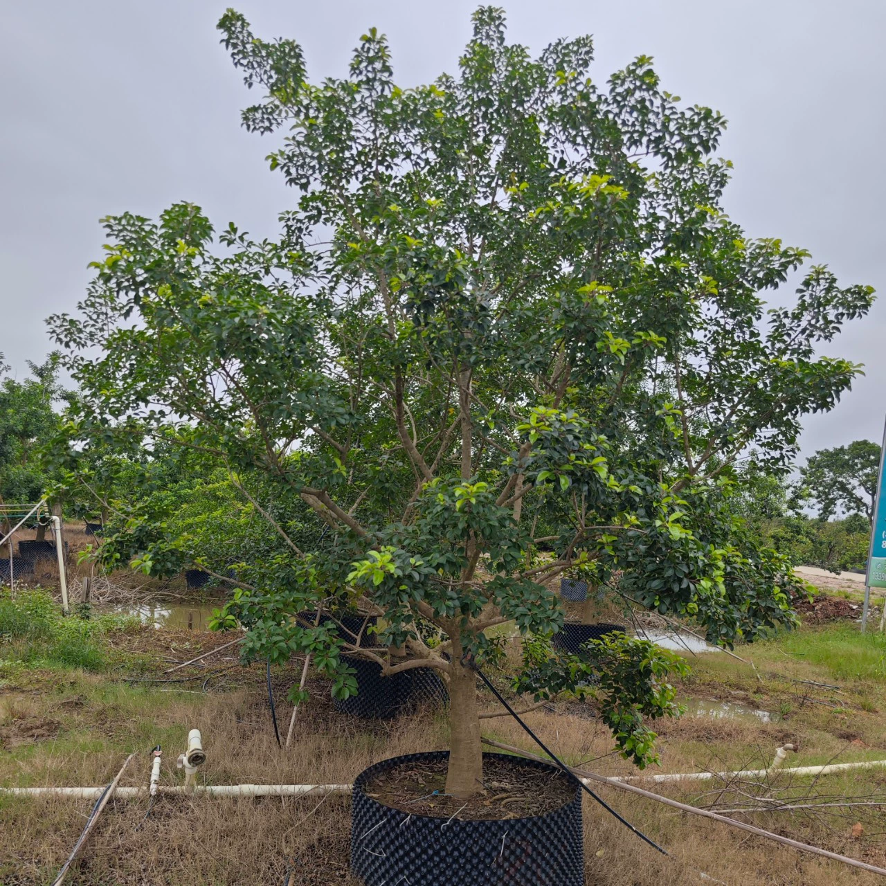 Кластерное железное дерево холли с низкими ветвями, красные плоды, вечнозеленое дерево для ландшафта во дворе, не теряющее листья круглый год.