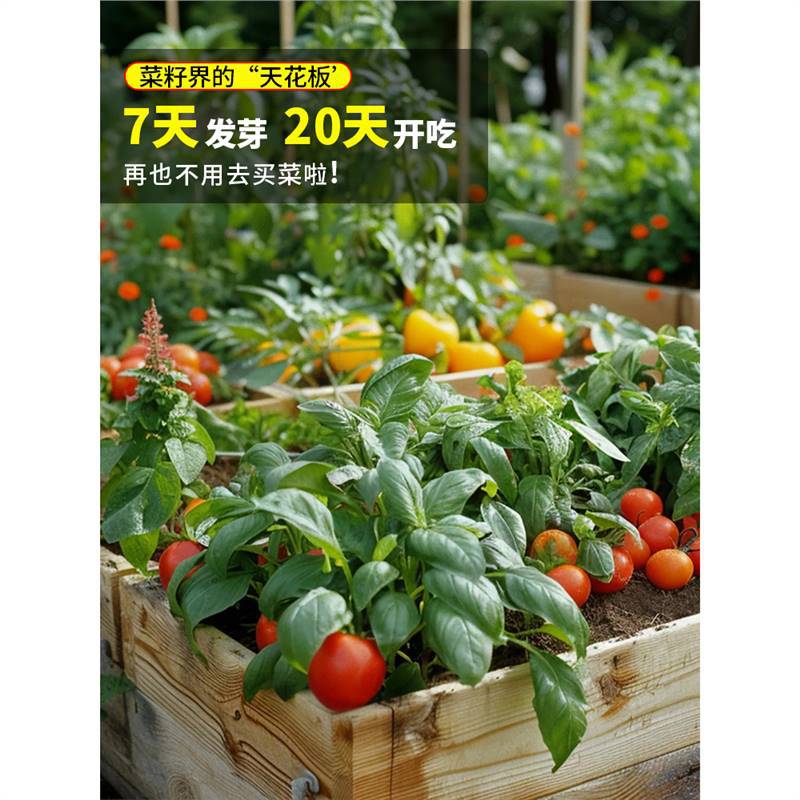 蔬菜种子四季播盆栽阳台庭院香菜生菜菠菜萝卜葱简单易种籽孑大全