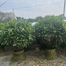 �V�|��ľ���������������l �㽭�t����ľ��G���ر��a��