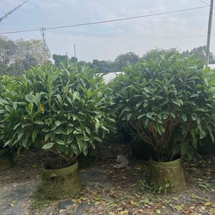 �V�|��ľ���������������l �㽭�t����ľ��G���ر��a��