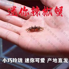 小さなカニ 観賞用カニ ミニカニ 卸売カニ 生カニ 淡水ペット チリカニ ミニチリカニ