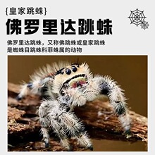 �ҷ������B���������T���_���_����R��˹���ﮐ��������������