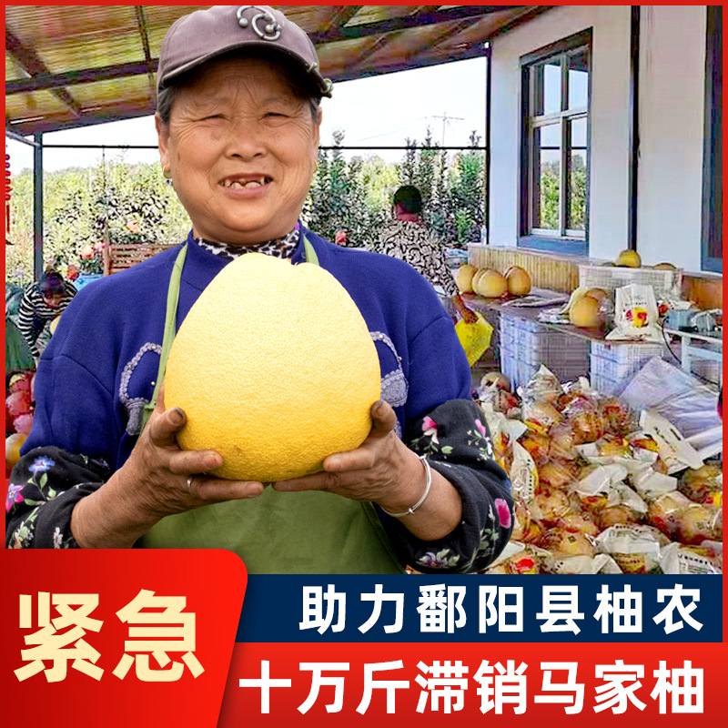 现货 上饶马家柚 柚子 新鲜当季时令水果 红肉蜜柚产地直供|ms