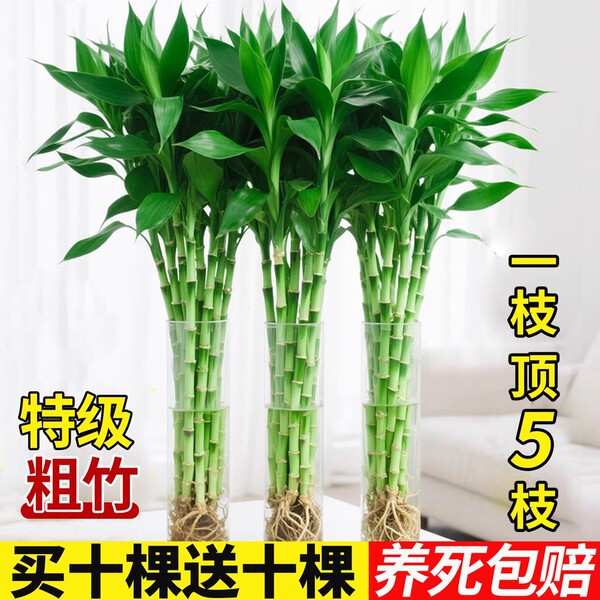 Rich bamboo hydroponic plant indoor living room rich bamboo with…