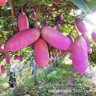 �Ϲ������S�o�Ѱ��¹����Ұ�㽶����ը����ֲ���ļ��Nֲ����Y��