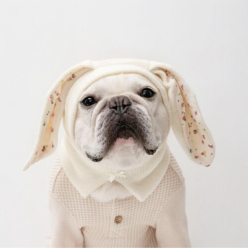 ins new cute bunny ears pet knitted hat autumn and winter warm headgear cat cute dog decoration pet