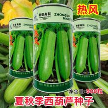 种都热风西葫芦种子夏季耐热春秋早熟耐寒西葫菜籽四季角瓜蔬菜种