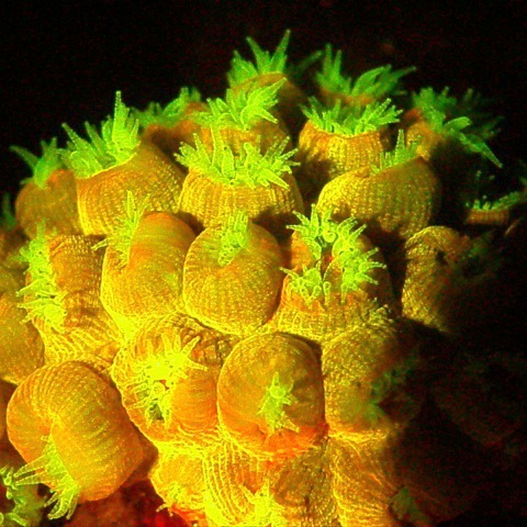 ����LUYORӫ��۲�װ��LUYOR-3415RG˫ӫ�⵰�׹۲������Ԥɸѡ