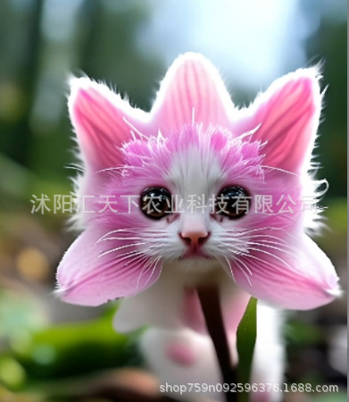 새로운 고양이 눈