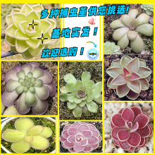 ����ֲ�����lС���⻨�ܽM����������ֲ��ʳ�x���ܶ�N���x���Gֲ