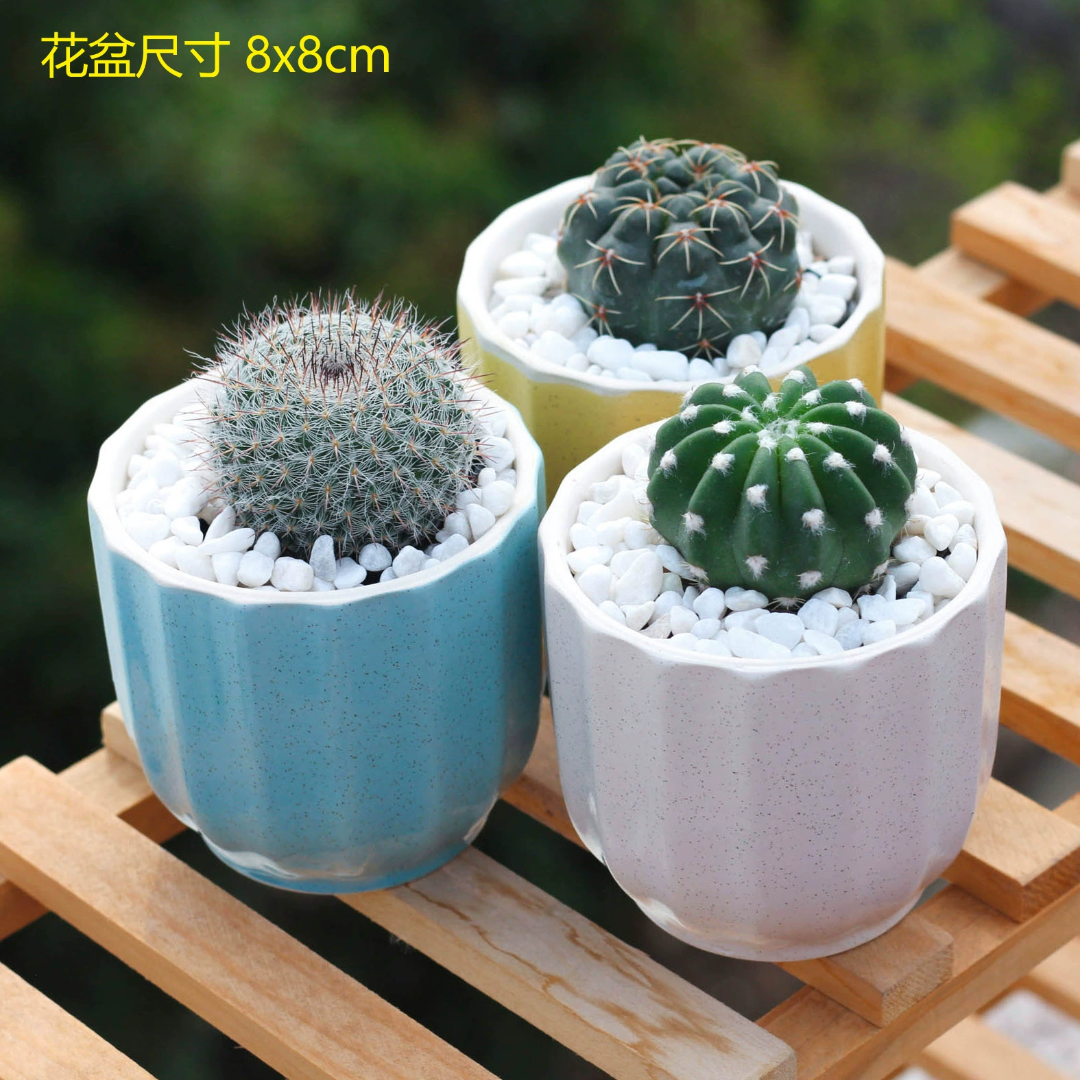 Маленький кактус-суккулент в горшке, кактус-пальчик, суккулент для украшения офисного стола, комбинированный кактус в горшке для дома