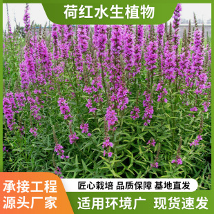 Origin Wholesale Aquatic Florals Water Bodies Wetland Garden Landscape Greening Aquatic Plants Dianthus Caryophyllus Breeding Bas