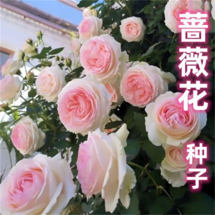 �o�̶໨�����Nޱ����ʮ����ͥԺ��ɫ�󻨝������߽��Ü\��ɫ����