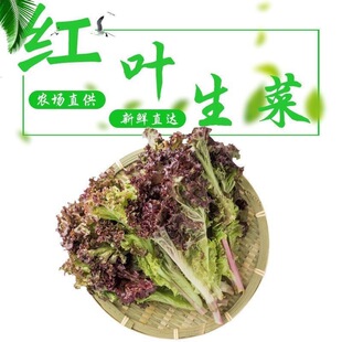 �t�~�������r�_ɯ�t���������pʳɳ���߲�ʳ���������~����500g