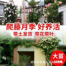 藤本月季盆栽歐月花苗陽台攀援花卉薔薇花苗爬藤大苗露台藤蔓