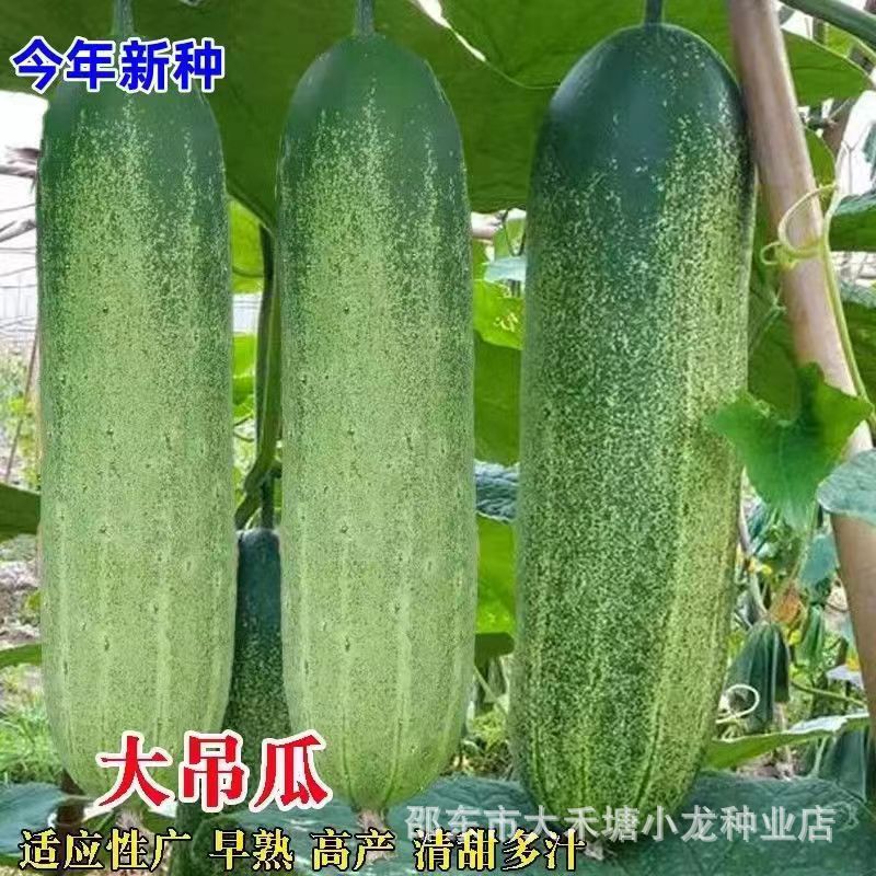 甜脆大吊瓜种子春夏季大青瓜耐热旱黄瓜种籽菜园盆栽四季蔬菜种孑