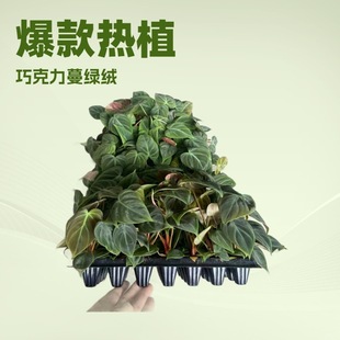 Directly Supplied from the Manufacturer, Popular Internet Sensation Hot-Selling Chocolate Pothos Small Potted Plants, Garden Flowers, Green Plants, Tissue Culture Seedlings, Potted Plants