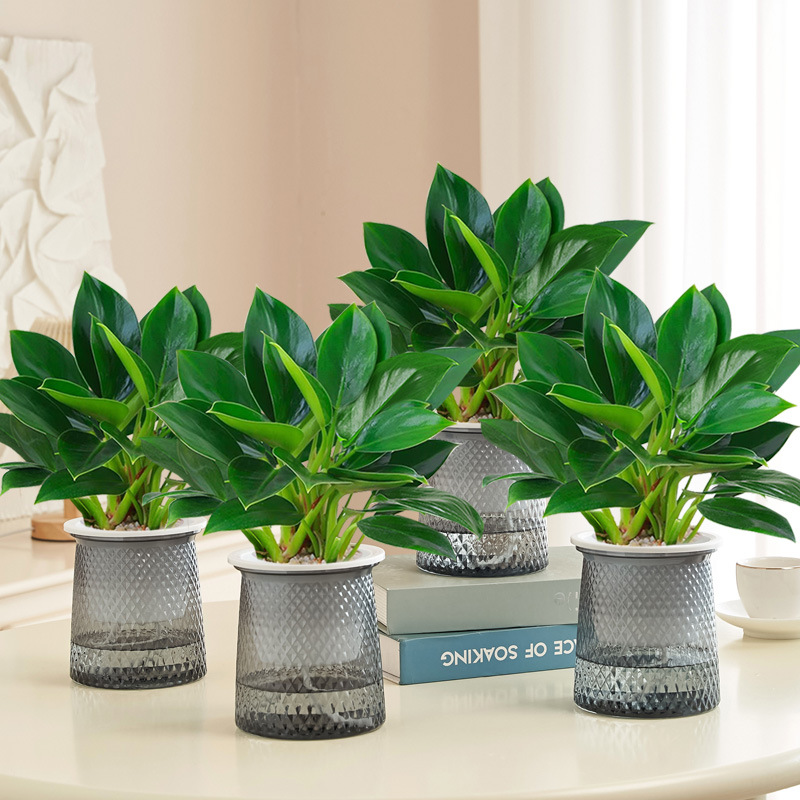 [특가 패키지] 골든 다이아몬드 20cm 화분 4개, 나무 3그루(별화분) + 영양액