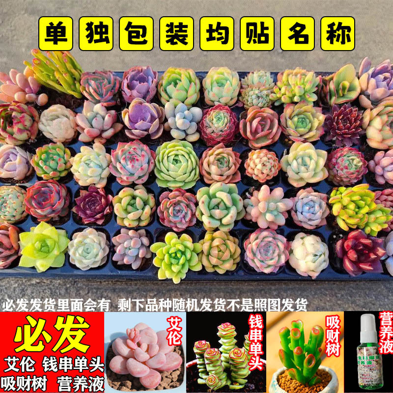 多肉植物 小型鉢植え 鉢土付き 卸売 高級セット 多肉植物の組み合わせ ピーチエッグ ジェイドデュー グリーン植物 花園芸|undefined