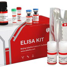 SEKH-0052 Human VEGF ELISA KIT Rԇ r񃞻 ]