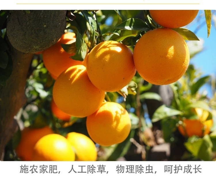 O1CN01Dbfhb221rSDmizKzM_!!2209