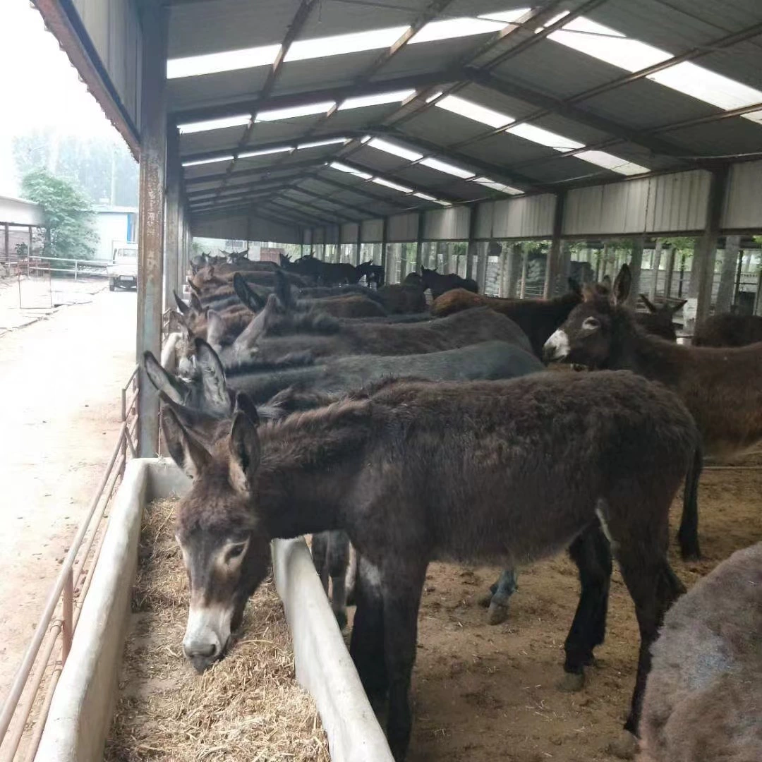 Разведение ослов в сельской местности для богатства и борьбы с бедностью, цены на рассаду ослов, предоставление технологий разведения ослов, продажа малых ослов для переработки.