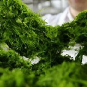 浒苔烘干设备用微波加热即可解决干燥脱水问题