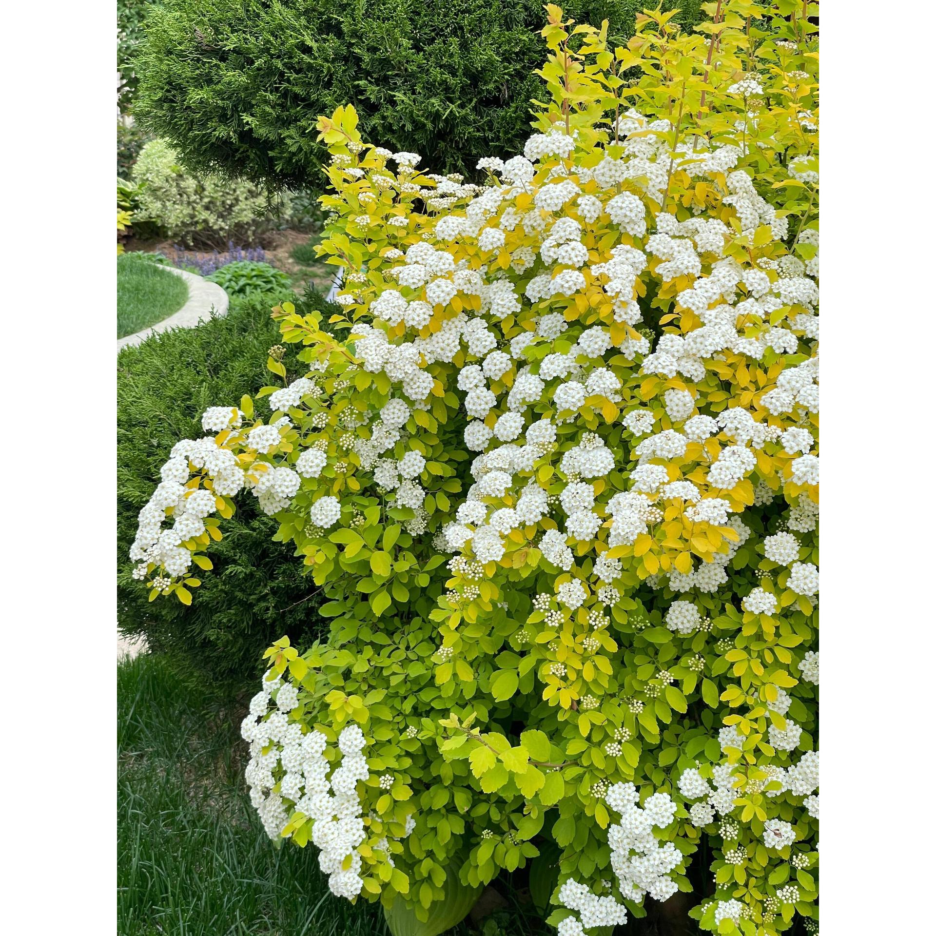 黄金喷泉花苗盆栽彩叶绣线菊菱叶绣线菊阳台庭院花镜花卉耐寒灌木