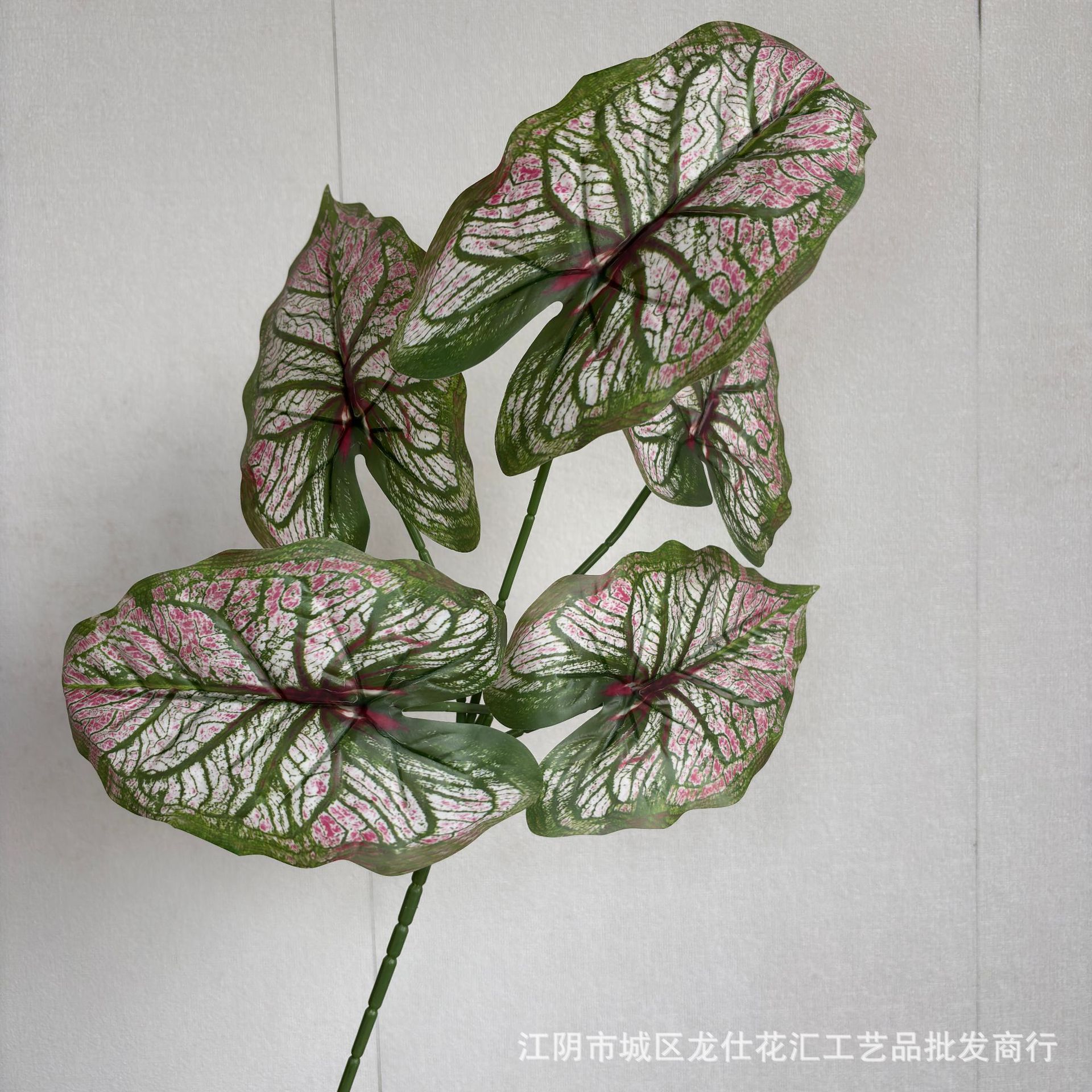 Grandes hojas táctiles de taro con un tono verde degradado.