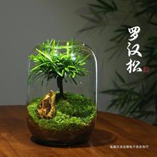 【生命之树】创意桌面苔藓微景观成品盆景好养鲜活绿植生态瓶盆栽