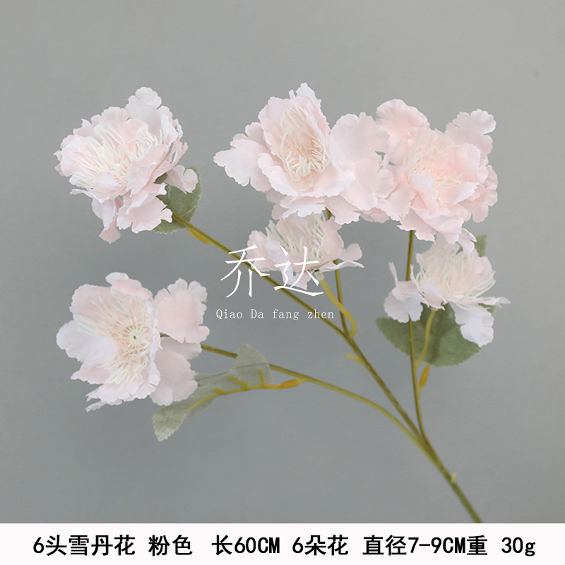 6 Head snow Dan flower