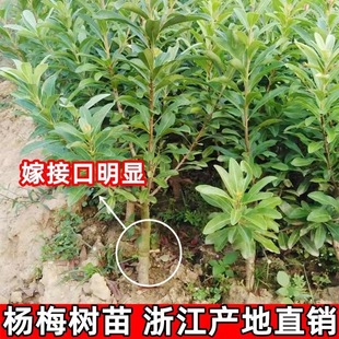 ��÷�����㽭��÷��|����÷�����Ե��Ժ�̿��÷������ͥԺ������