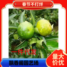 ���Ә�������ش�ɳ�ǽۘ����۽����� ���Ә�ͥԺ�e�����䎧ԭ��