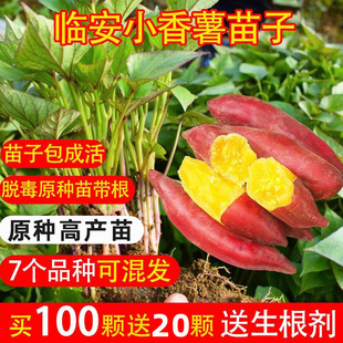 С�����t�����~��Ó���t����N��Ŀɽ�����ع�������������������